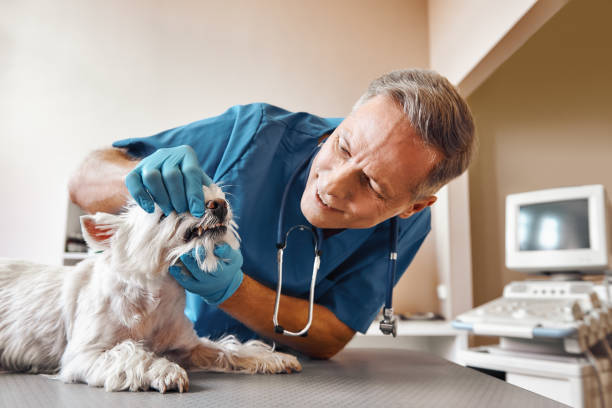 Best After-Hours Dental Trauma Care in Wildwood Lake, TN